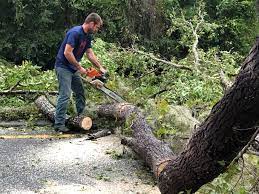 Best Hedge Trimming  in Kidron, OH