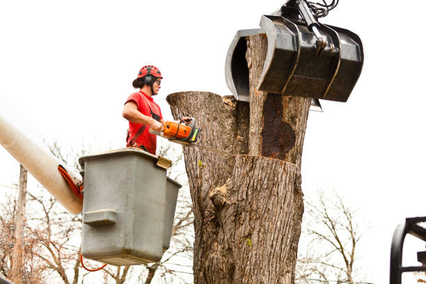 Reliable Kidron, OH Tree Care Solutions